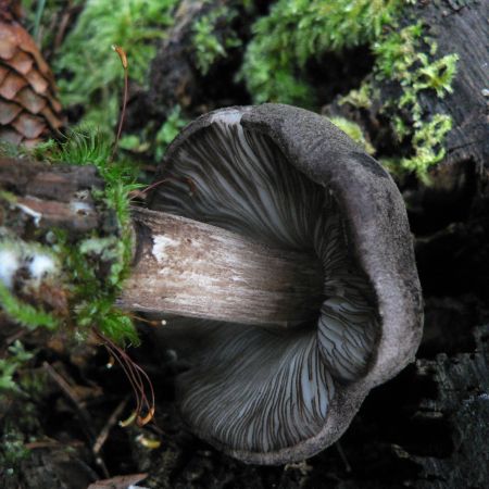 Pluteus atromarginatus